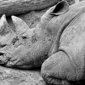 Crimine Selvaggio: due incontri per dire no al bracconaggio