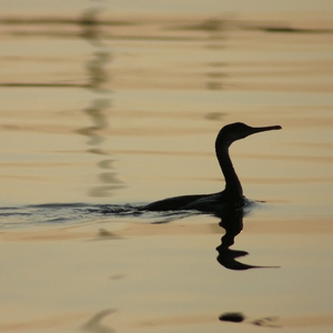 Settimana di ferragosto, PJ chiusa